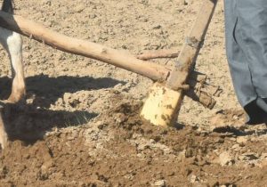 بارش برف و باران‌های پیاپی و بارقه امید در تن خسته کشاورزان بادغیس