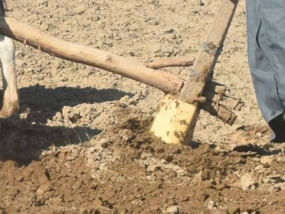 بارش برف و باران‌های پیاپی و بارقه امید در تن خسته کشاورزان بادغیس