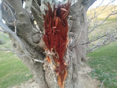 هشت تن به اتهام قطع جنگلهای طبیعی پسته و ارچه در بادغیس بازداشت شدند